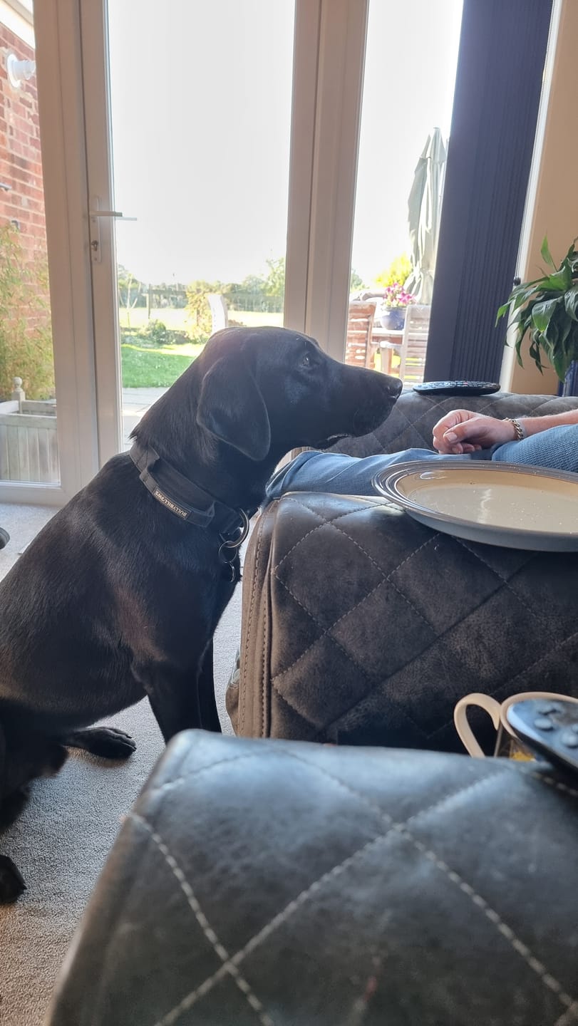 Customer photo review of Dog ID Tag - Black (With Gift Box)
