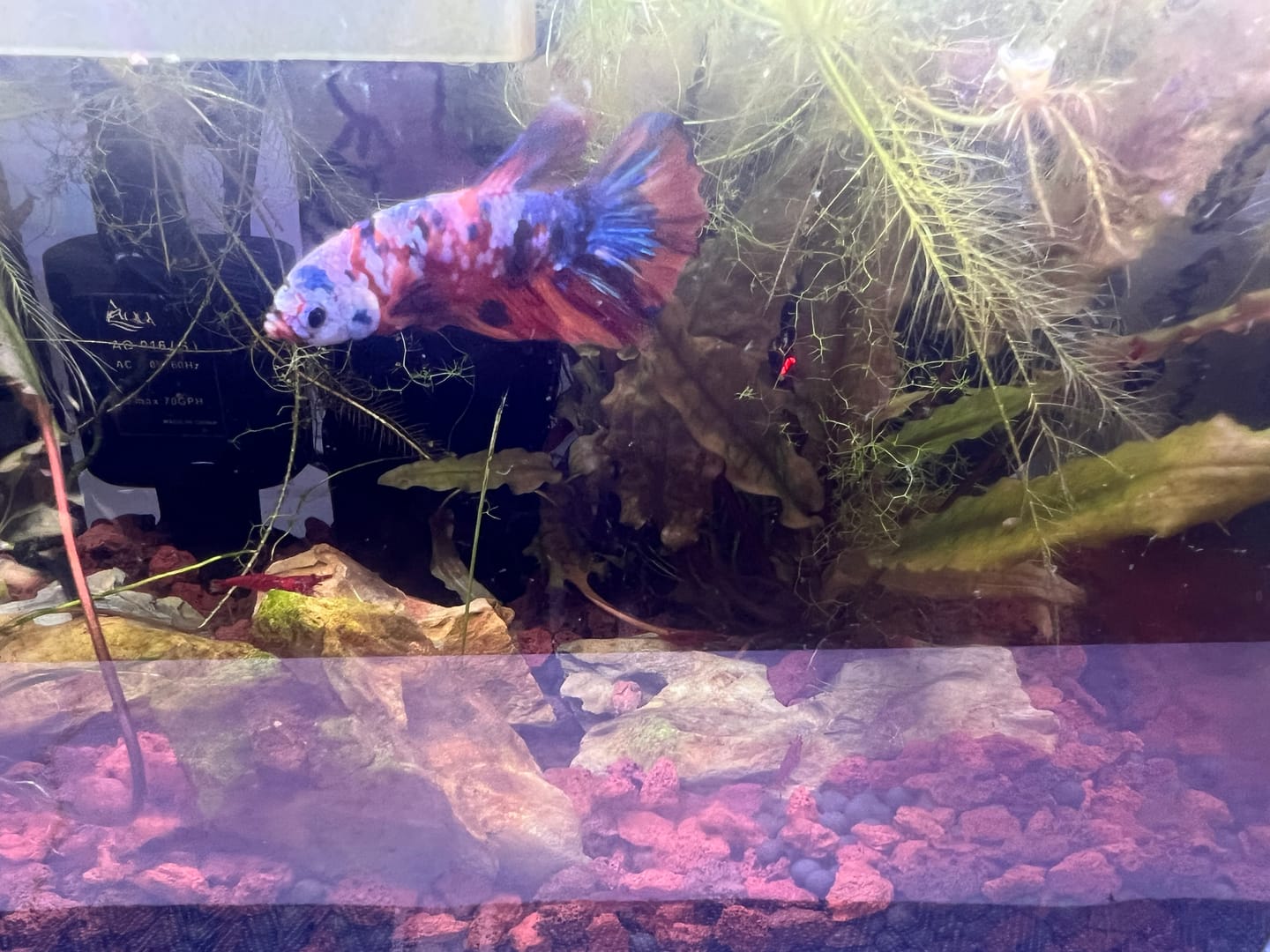 Customer photo review of Koi Multicolor Candy Plakat Male Betta Fish | High Grade | Mystery Betta