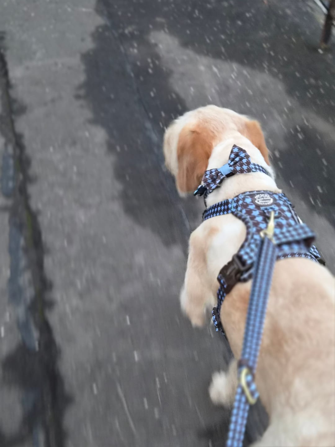 Customer photo review of AdjustFit Lead - Horizon Houndstooth