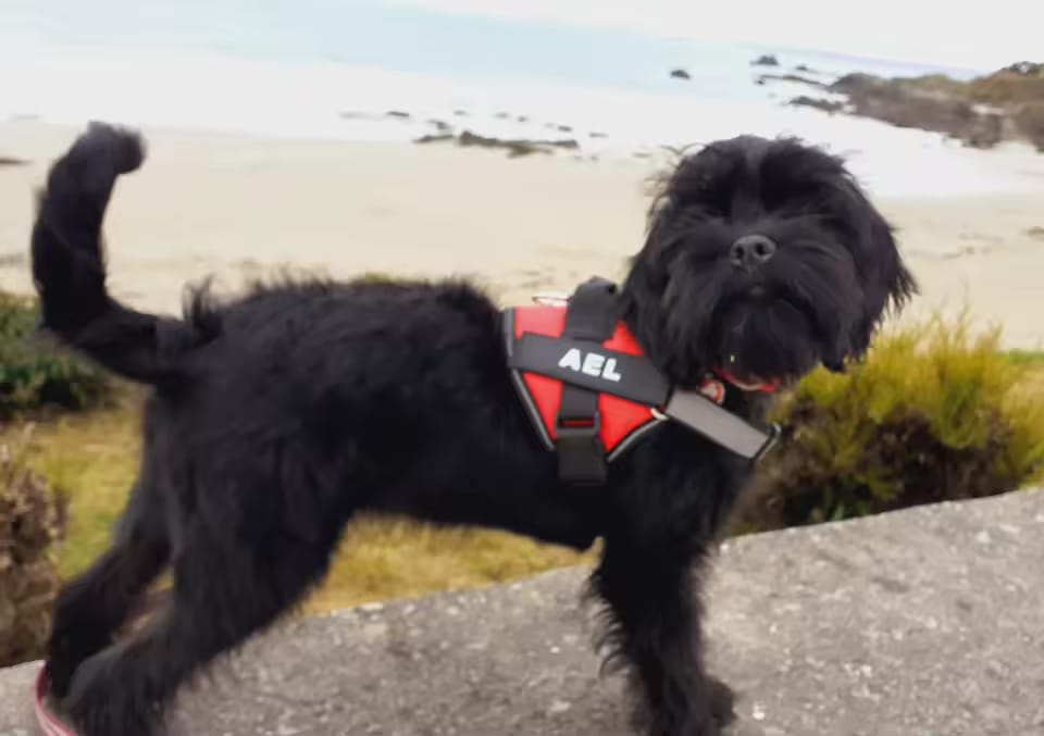Customer photo review of Personalized No Pull Dog Harness