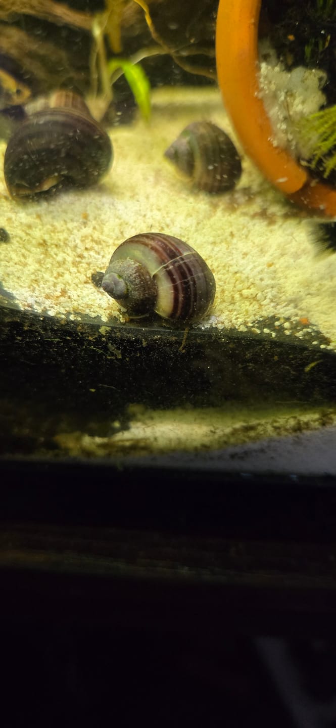 Customer photo review of Purple Mystery Snail