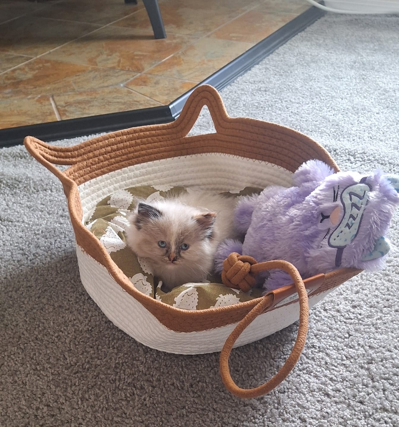 Customer photo review of Instinct Basket | Meet the first research-backed natural territory for indoor cats