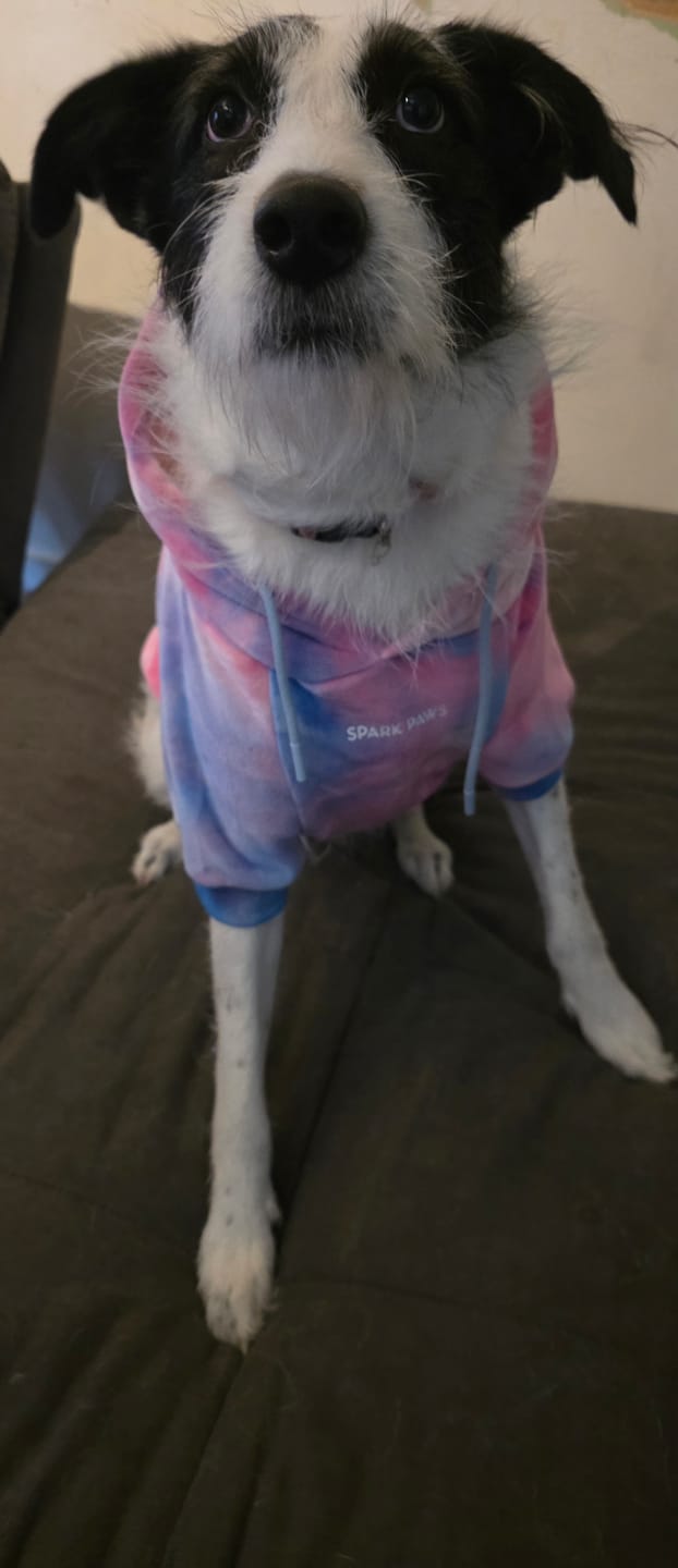 Customer photo review of Velvet Dog Hoodie - Snow Cone