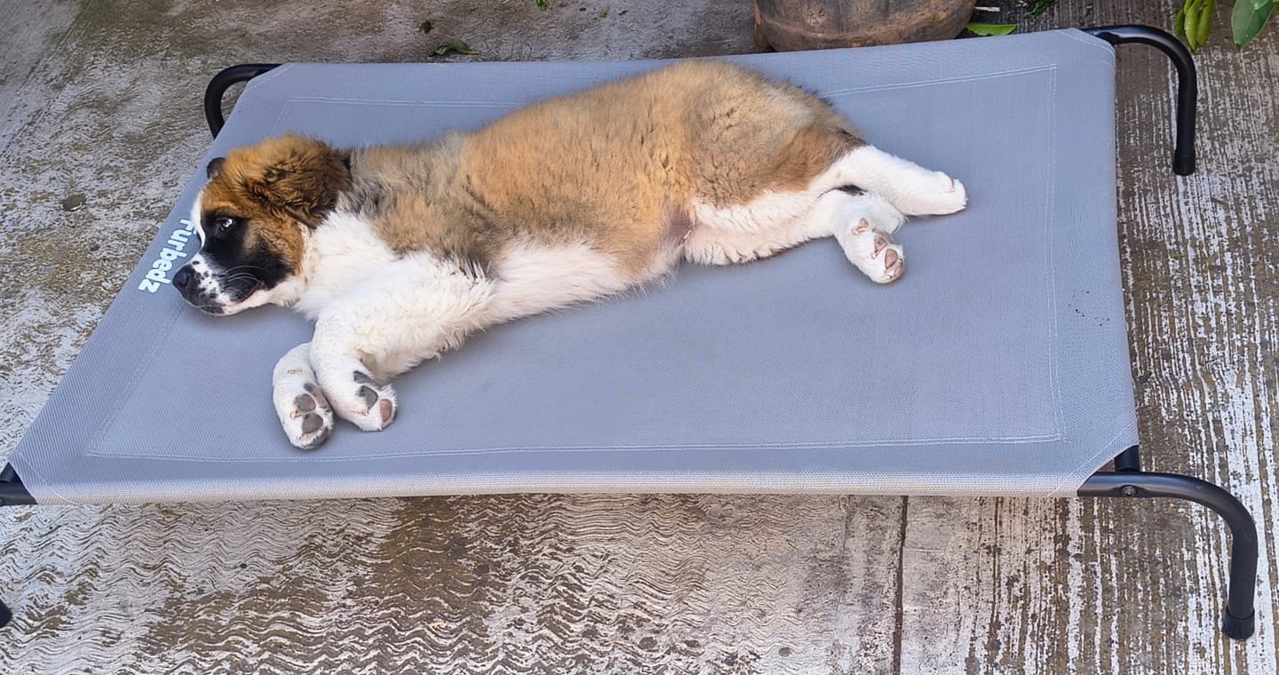 Customer photo review of Cama Elevada para Perros