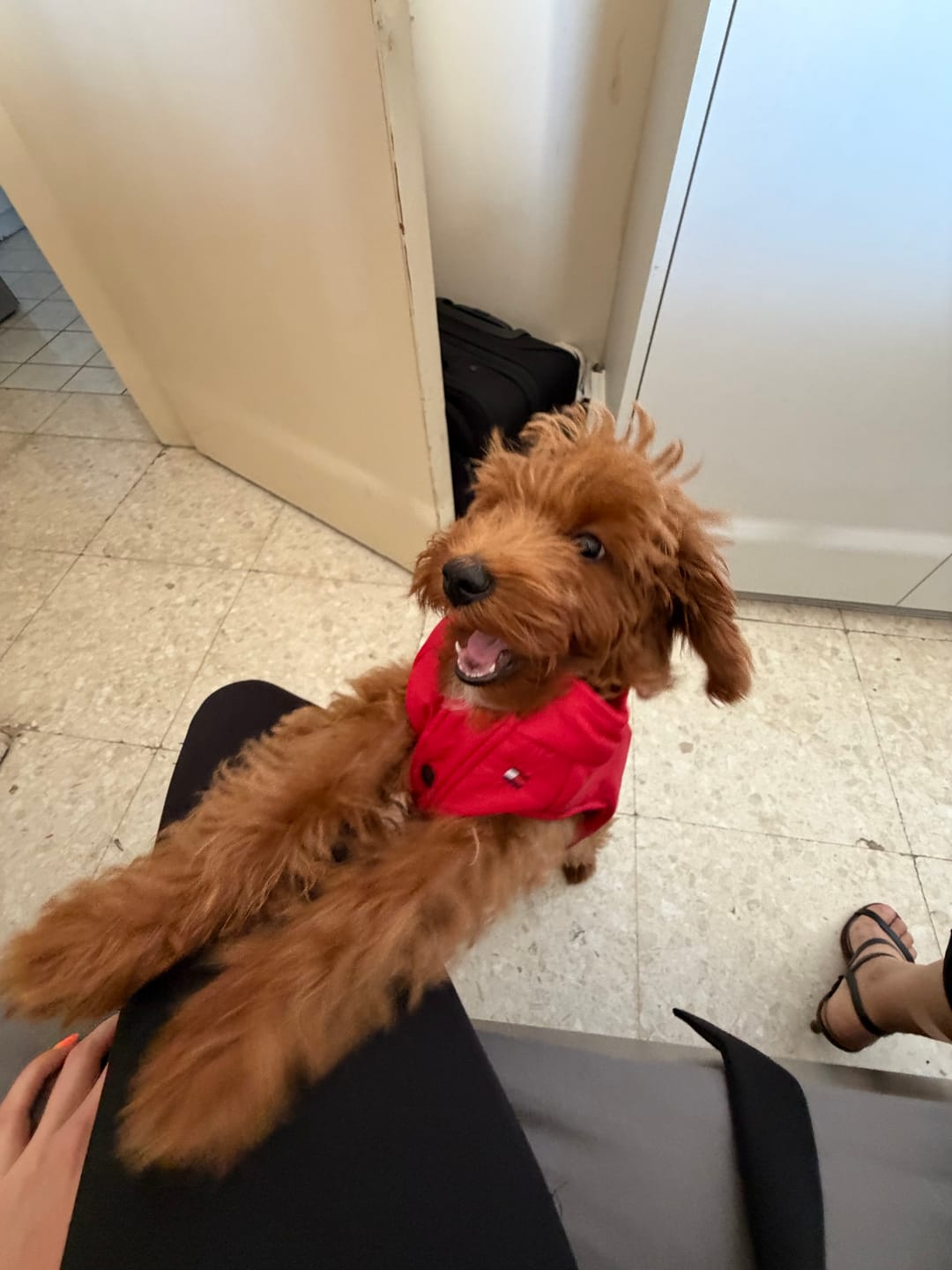 Customer photo review of Tommy Hilfiger Dog Logo Print Padded Jacket | Designer Dog Coat