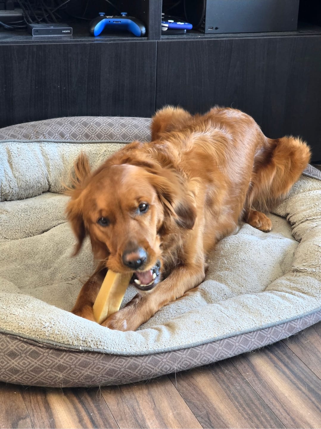 Customer photo review of Himalayan Yak Chew (MEGA)