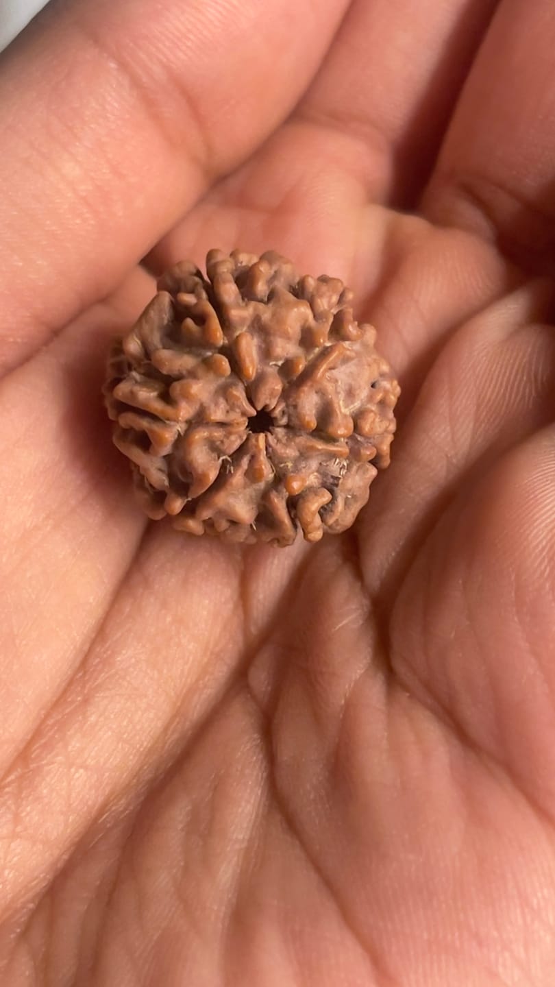 Customer photo review of Original 6 Mukhi Rudraksha – Vastu Remedy for Career Success & Willpower Strength | Ideal for South-East Office Desks