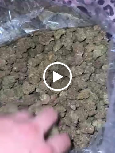 Customer video review of GMO (Light-Assisted) – Bulk THCA Flower 1 lb