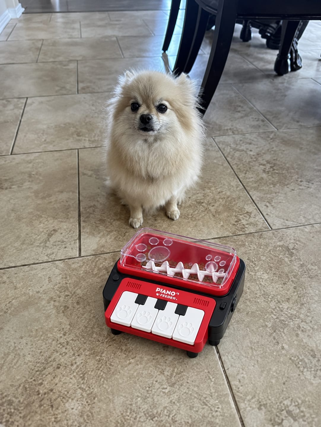 Customer photo review of Leckerli-Klavier, das Hund & Katze beschäftigt