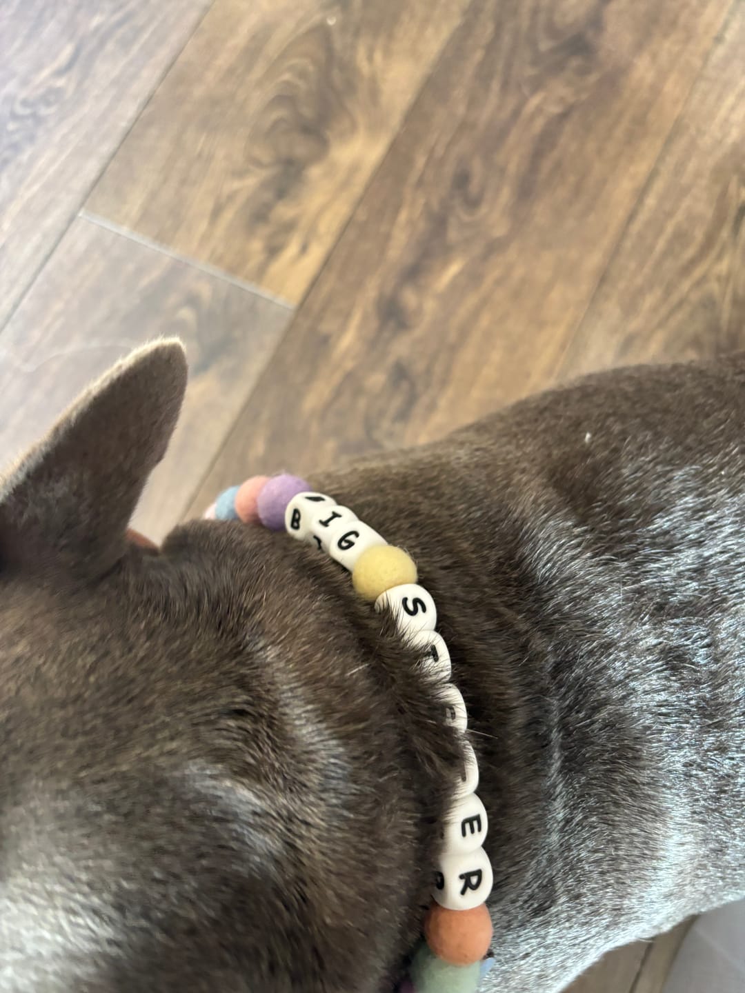 Customer photo review of Alphabet Pom Pom Collar
