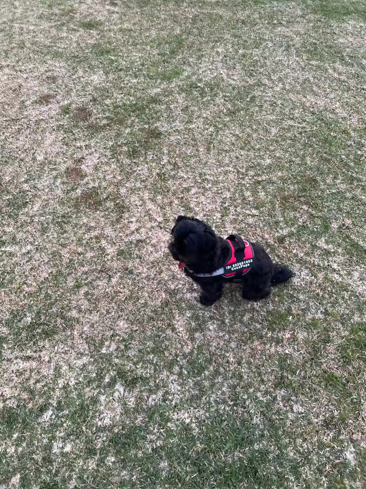 Customer photo review of Personalized No Pull Dog Harness