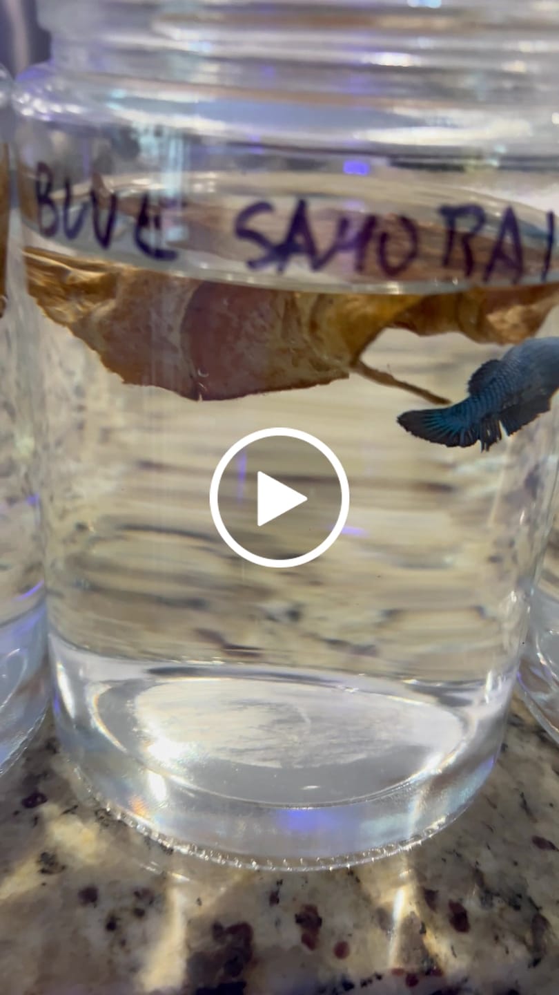 Customer video review of Blue Samurai Plakat Female Betta Fish | Metallic Blue