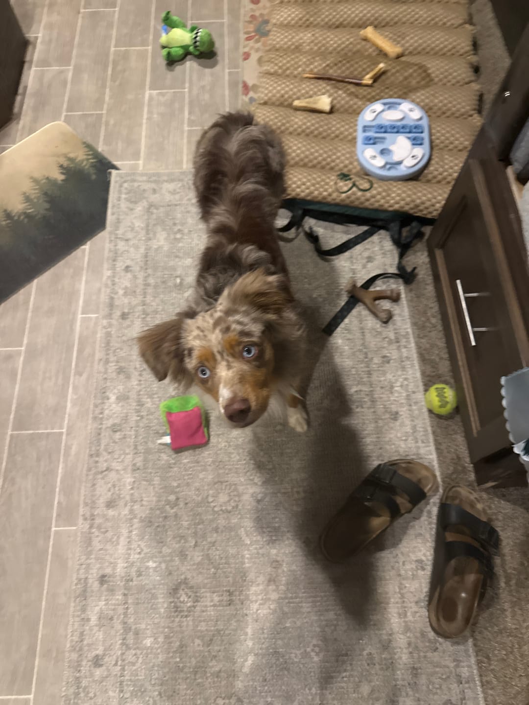 Customer photo review of FurLife™ - 12 Months All Natural Flea and Tick Tags for Dogs