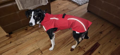 Customer photo review of Vimy & DryDogs Lightweight Waterproof Raincoat with Harness Hole Zip