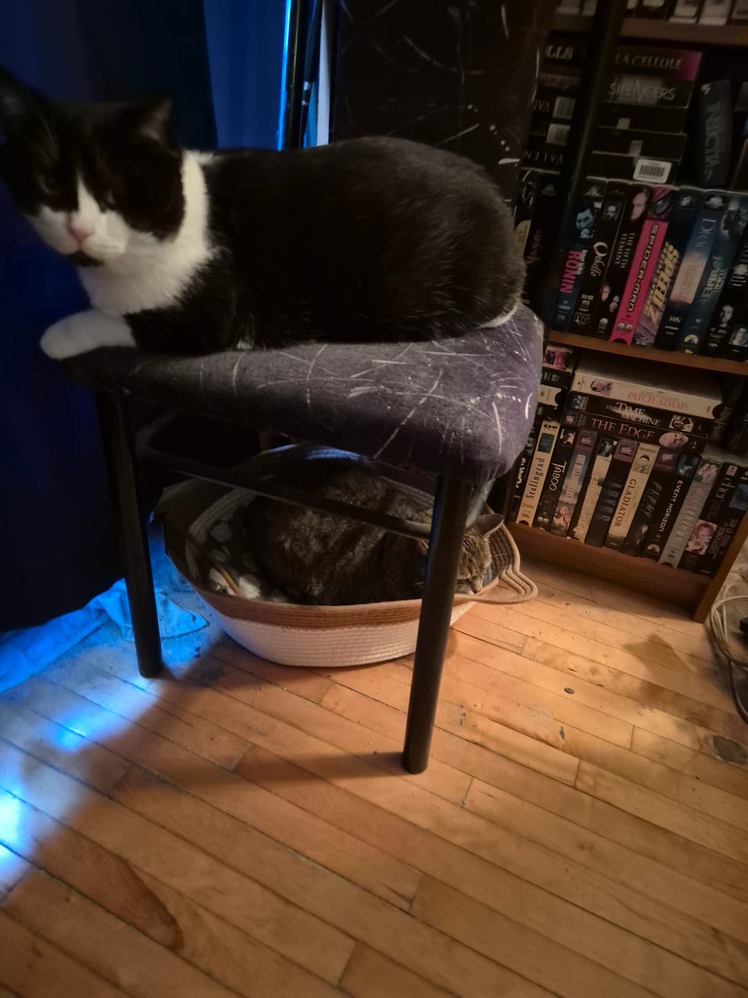 Customer photo review of Instinct Basket | Meet the first research-backed natural territory for indoor cats