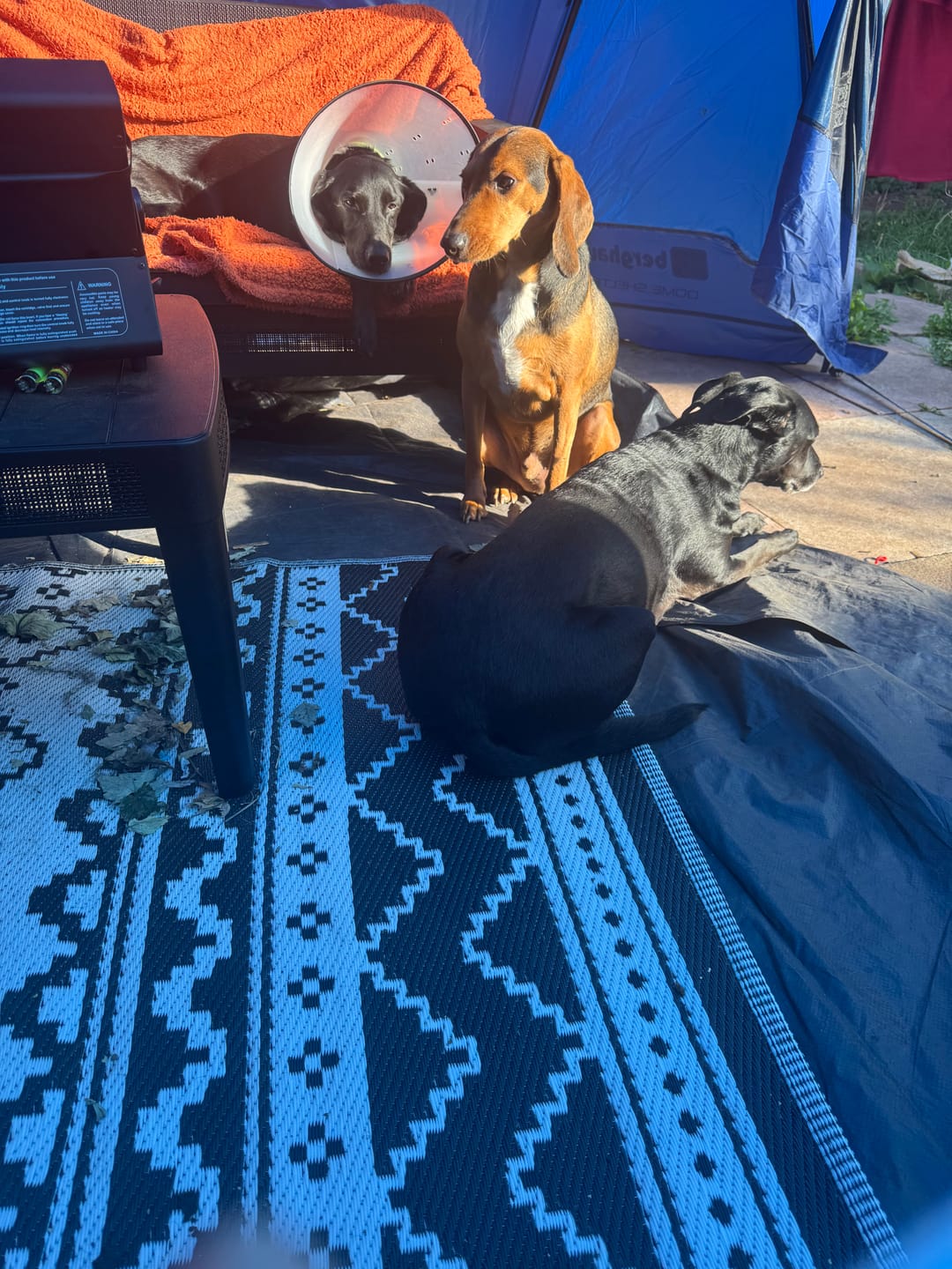 Customer photo review of ParoPet No-Pull Dog Harness