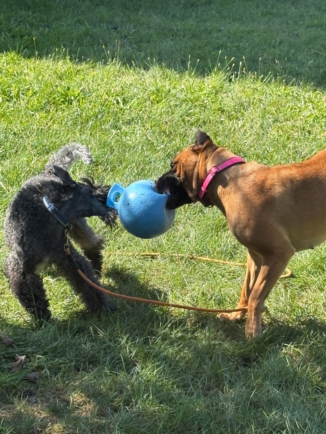 Customer photo review of FurLife™ - 12 Months All Natural Flea and Tick Tags for Dogs