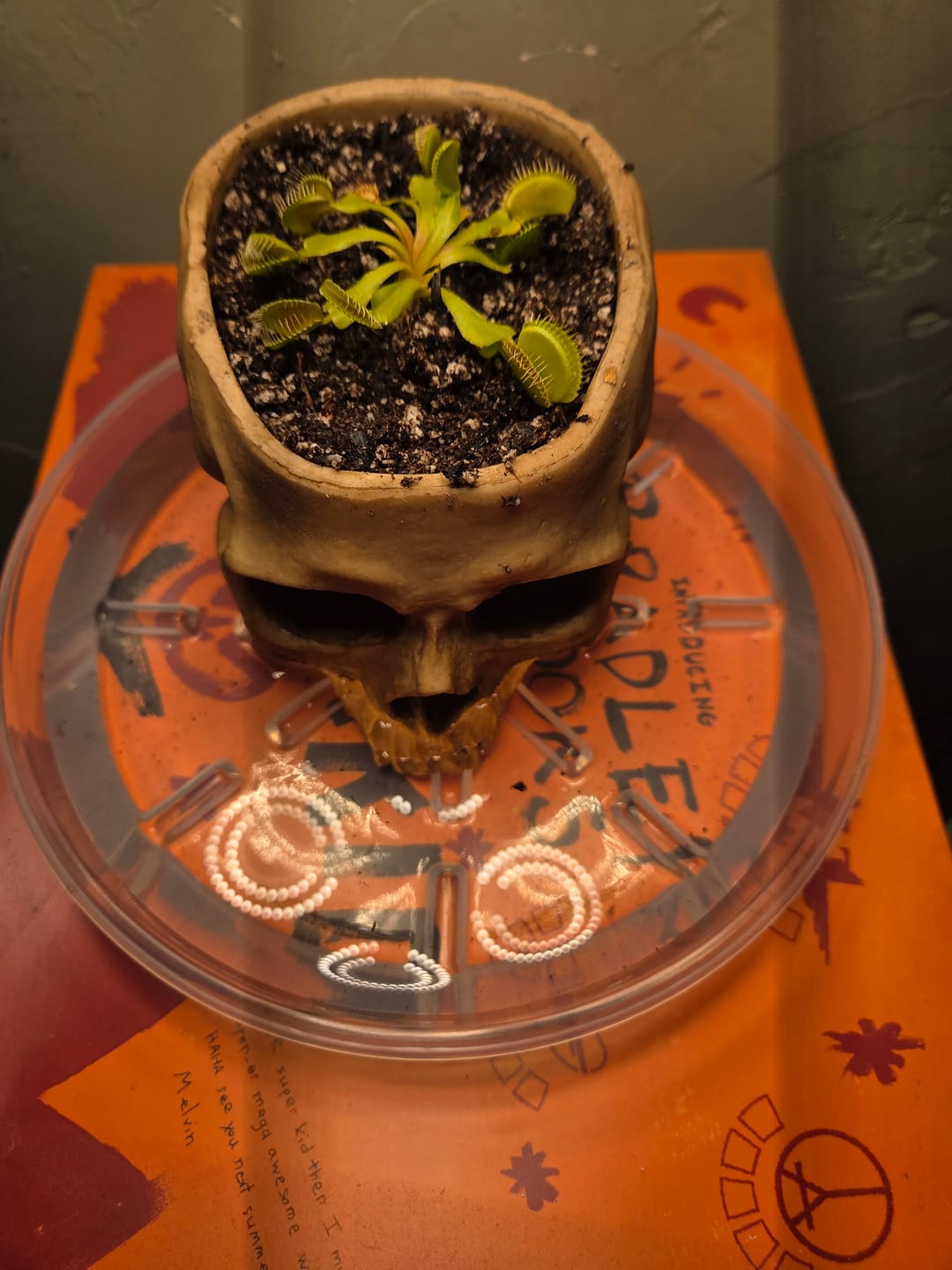 Customer photo review of Carnivorous Dionaea muscipula 'B-52' 'Venus Flytrap'