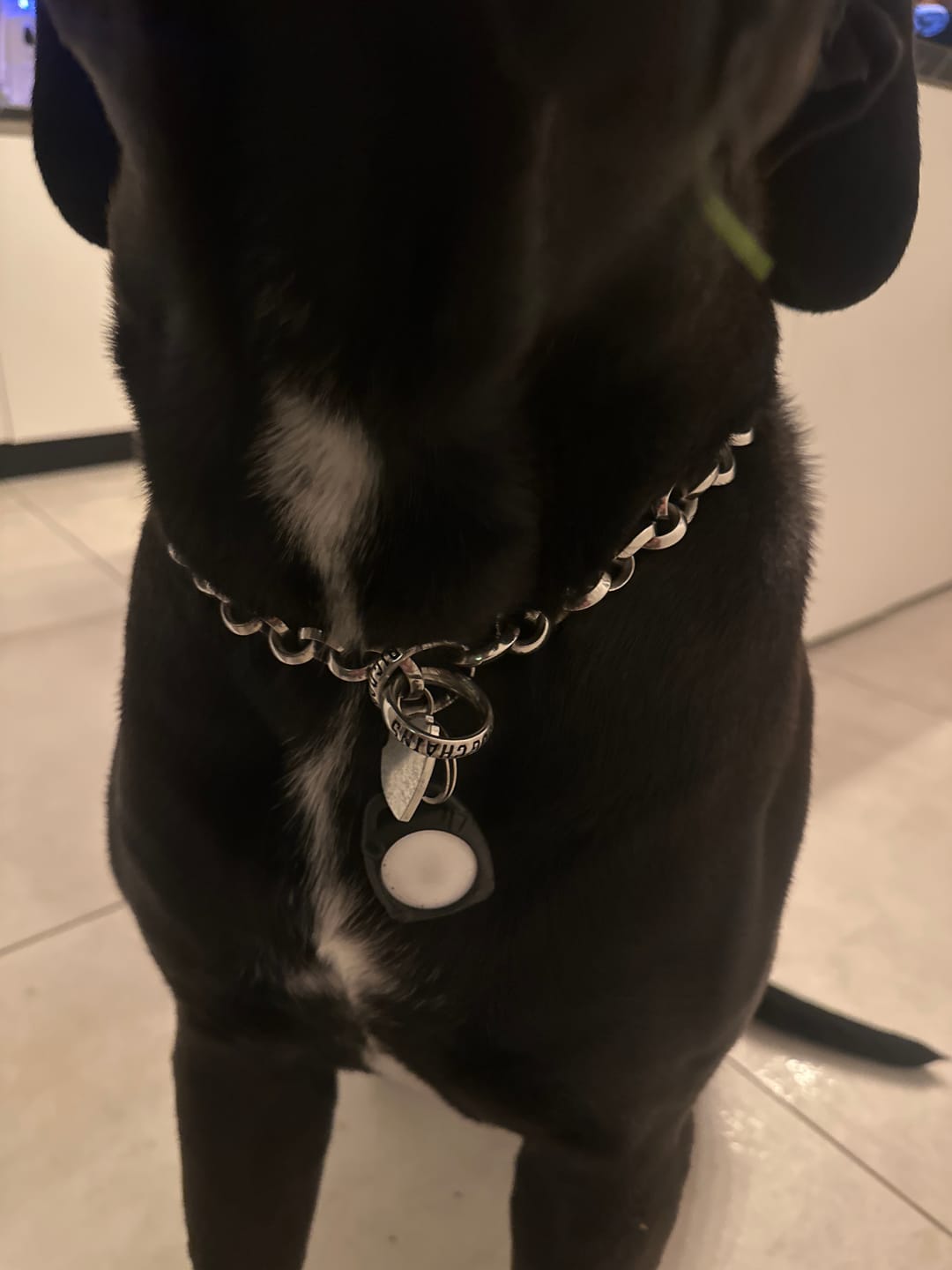 Customer photo review of THE ROLLA - Polished Training Dog Collar Cuban Link Premium Check Chain