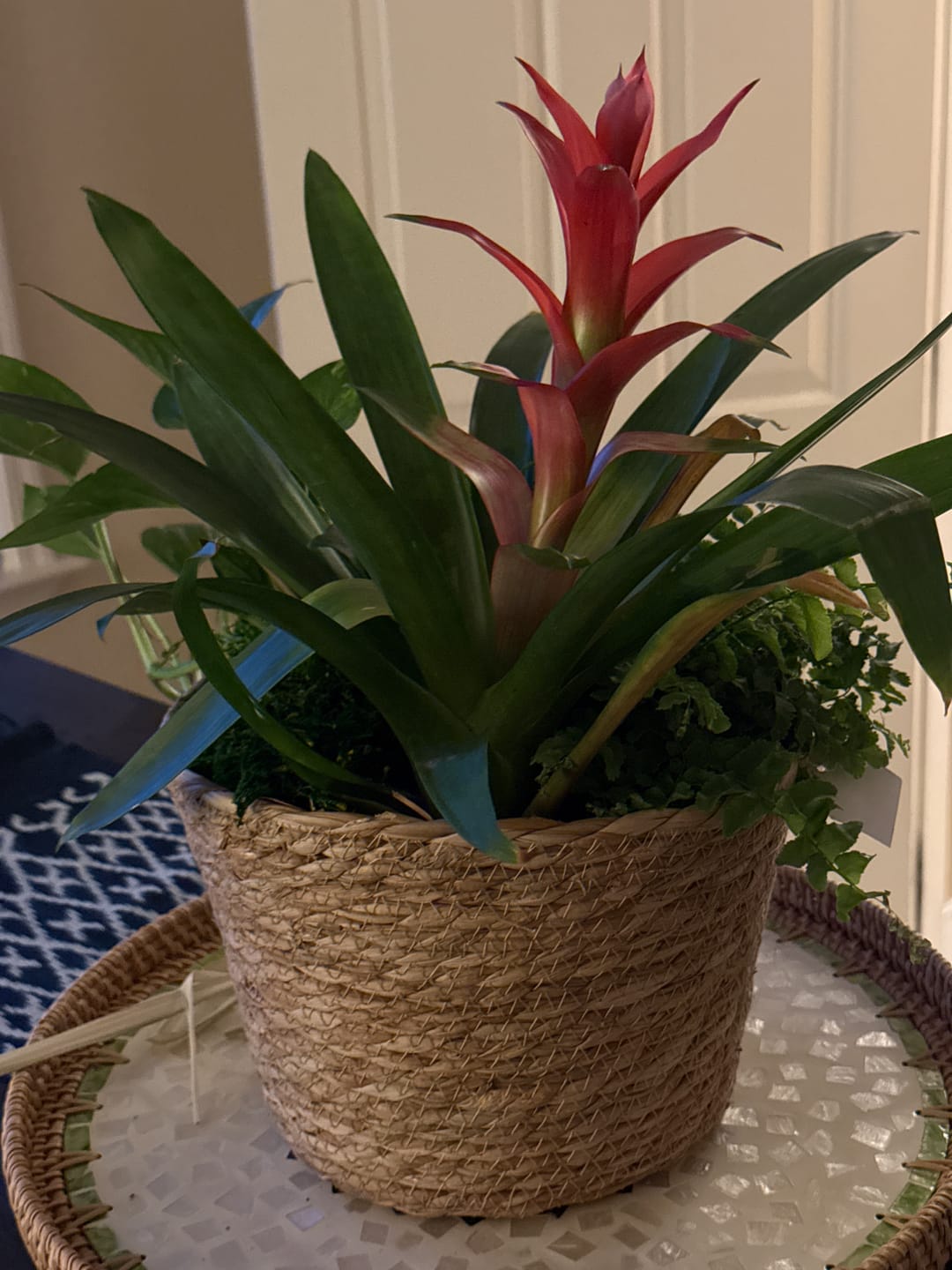 Customer photo review of Oasis Large Rattan Tray