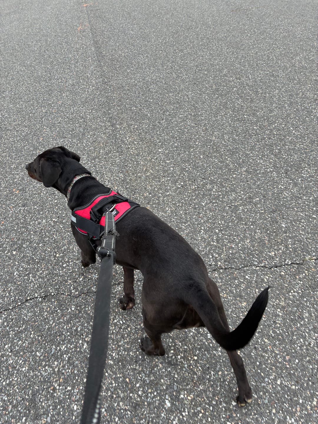 Customer photo review of Personalized Dog Harness