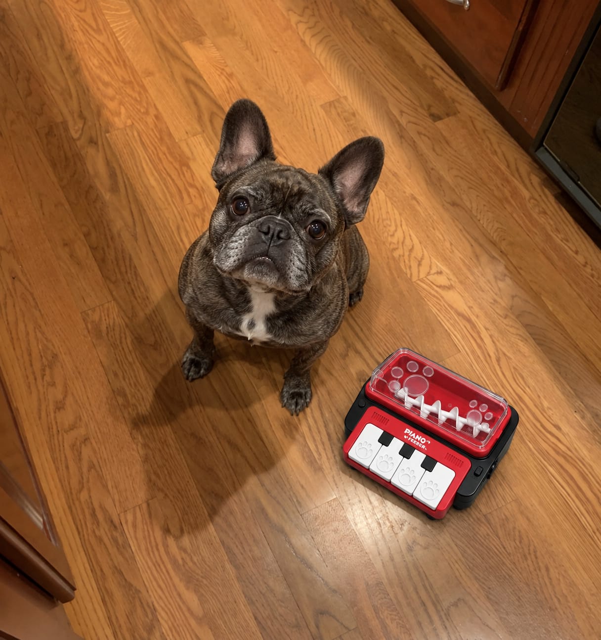 Customer photo review of Leckerli-Klavier, das Hund & Katze beschäftigt