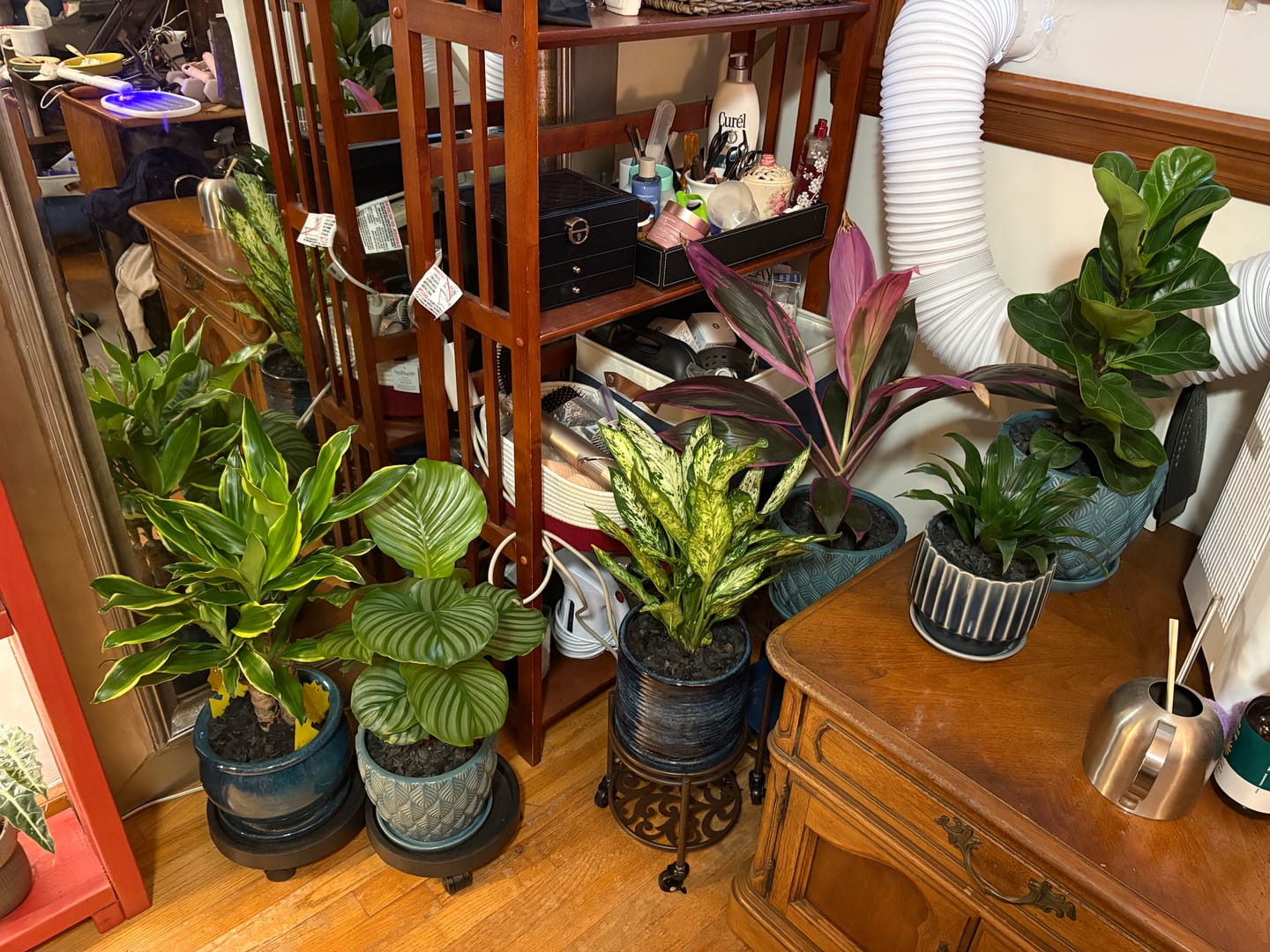 Customer photo review of Fungus Gnat Death Drops