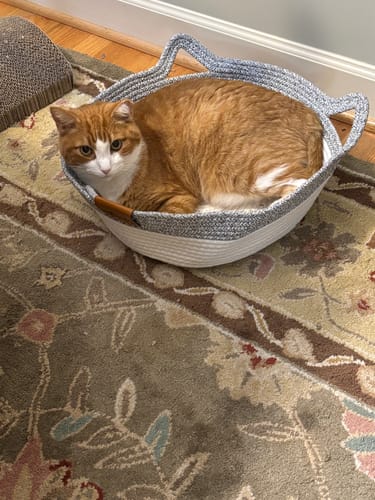 Customer's orange and white cat resting inside the grey and white woven Instinct Basket on a patterned rug.