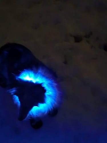 Customer photo review of Double-Light Collar to See Your Dog at Night