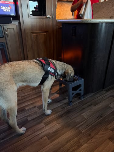 Customer's Dogshood No Pull Harness on a dog eating from a raised bowl in a home setting.