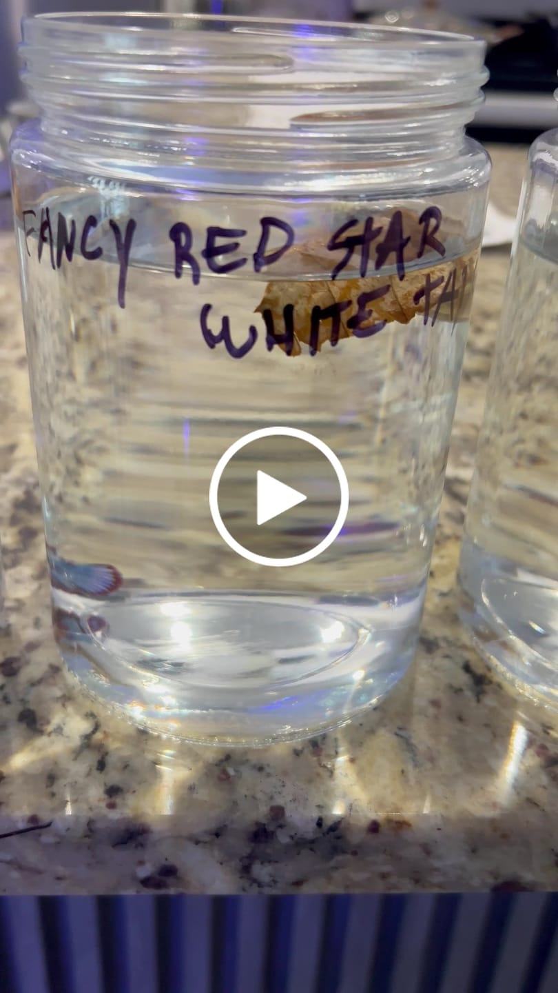 Customer video review of Fancy Red Star Female Betta Fish