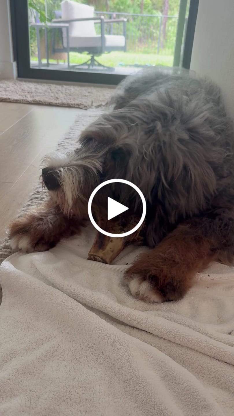 Customer video review of Large Ostrich Knuckle (5.5" x 5"): The Ultimate Chew for Moderate & Power Chewers