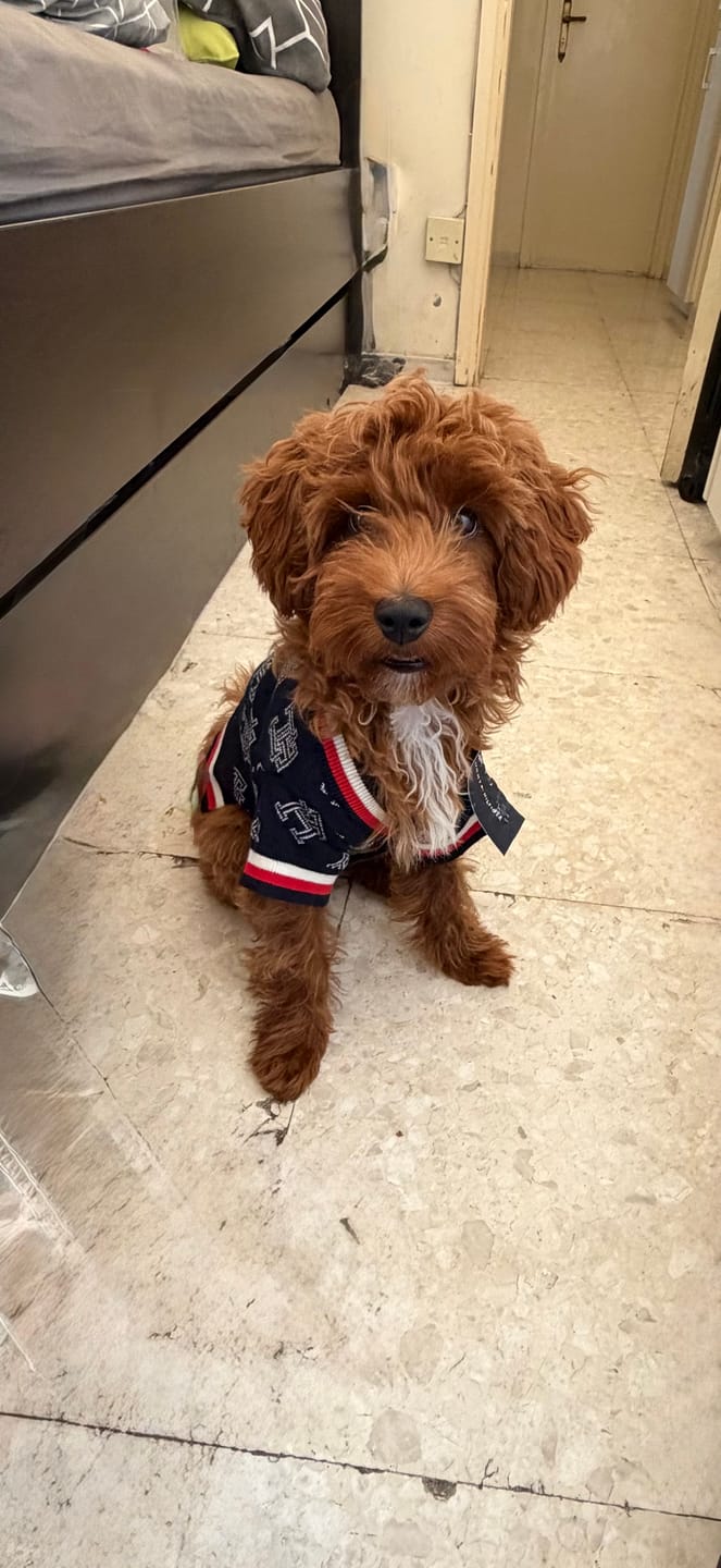 Customer photo review of Tommy Hilfiger Button Front Sweater