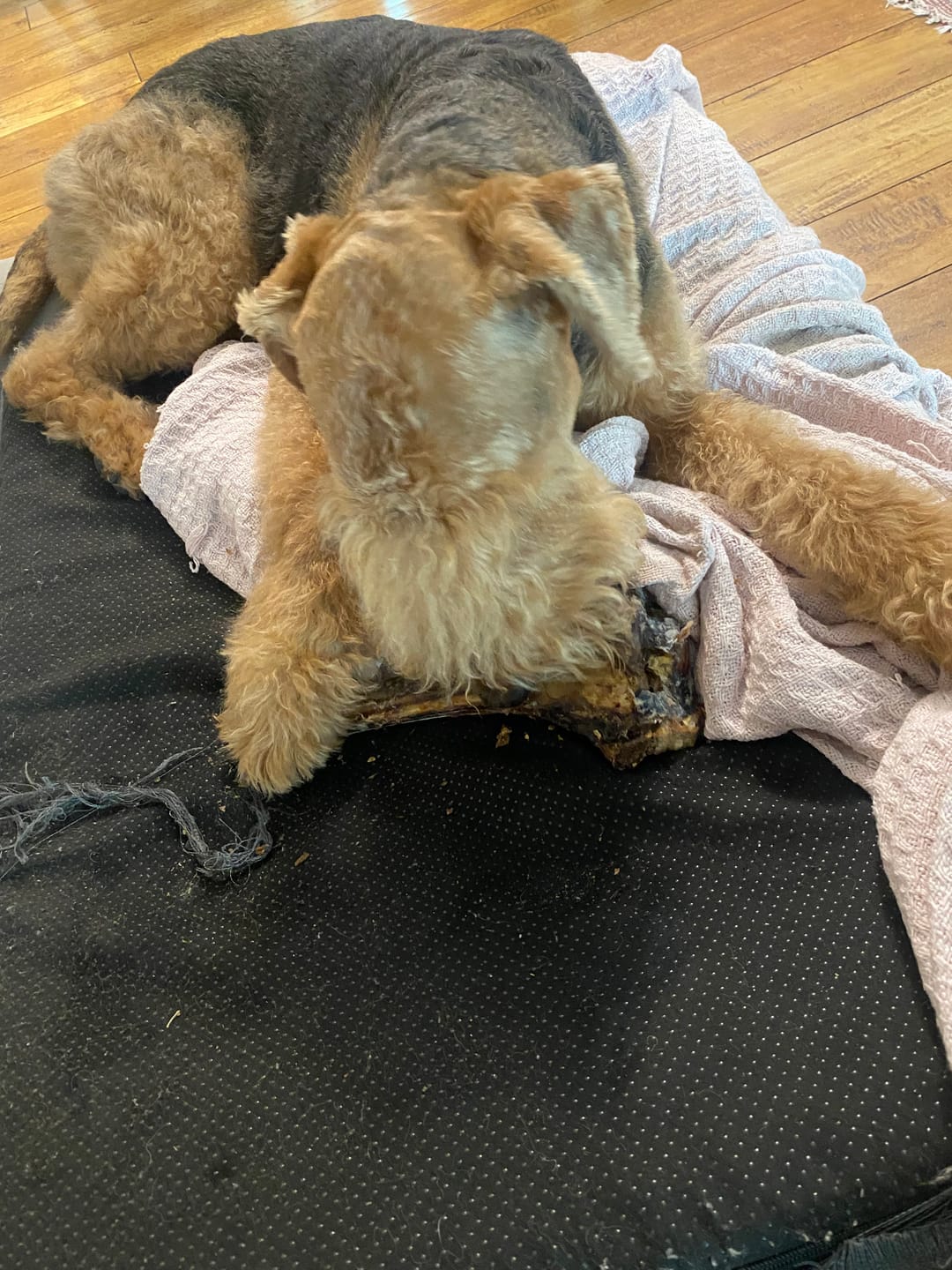 Customer photo review of Large Ostrich Cane (11.5" x 5"): The Ultimate Long-Lasting Chew for Medium, Large & XL Dogs
