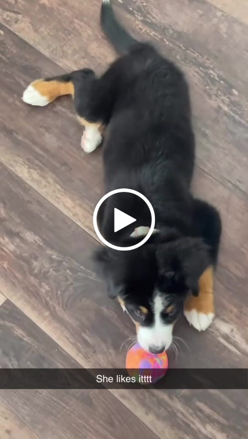 Customer video review of WUNDERball - Best Fetch Toy