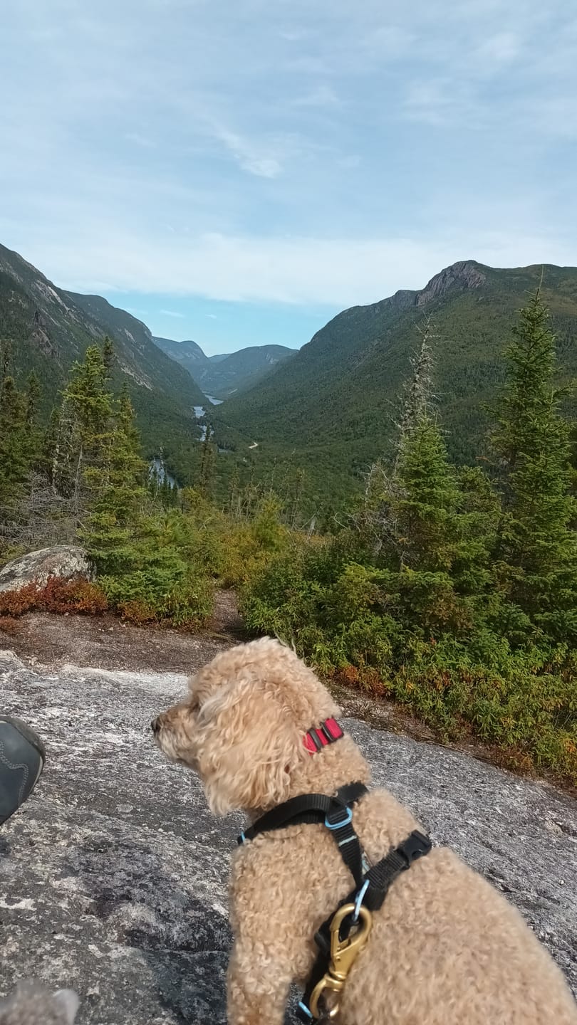 Customer photo review of TRIO PEAU pour chiens et chats : DIGI, TOXY, PEASY