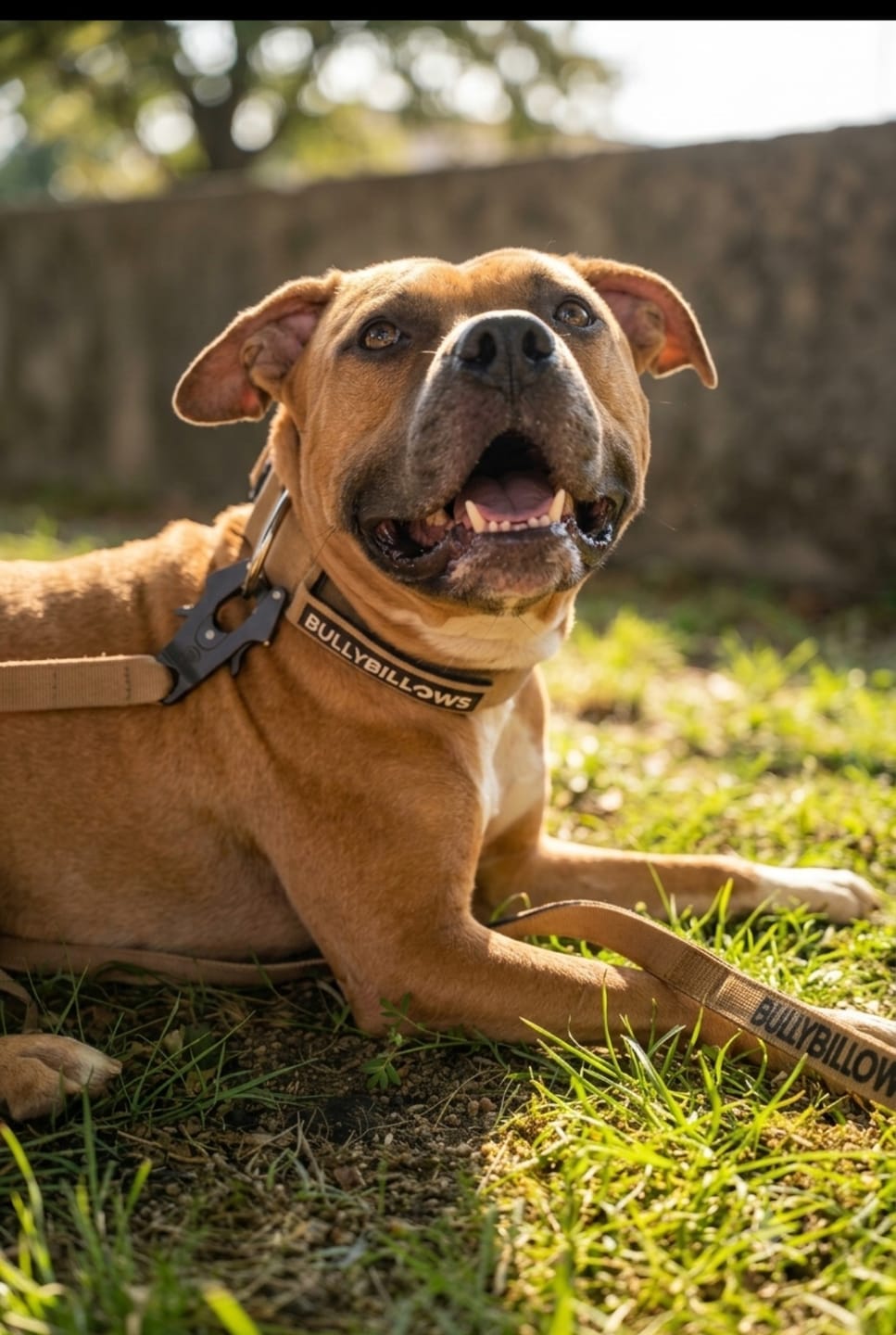 Customer photo review of 5cm Combat® Collar | With Handle & Secure Clip - Tan