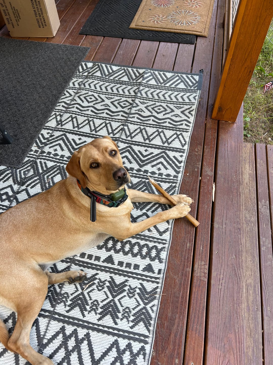 Customer photo review of Wholly Pup Gift Card