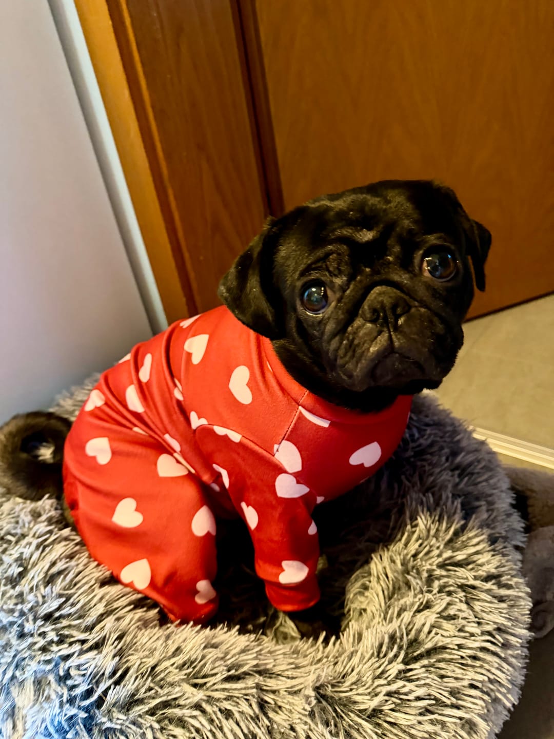 Customer photo review of Dog Pajama - Red Hearts