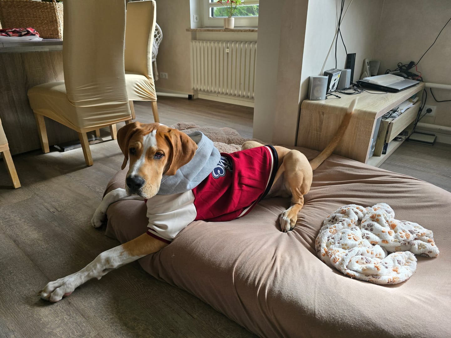 Customer photo review of Dog Varsity Jackets