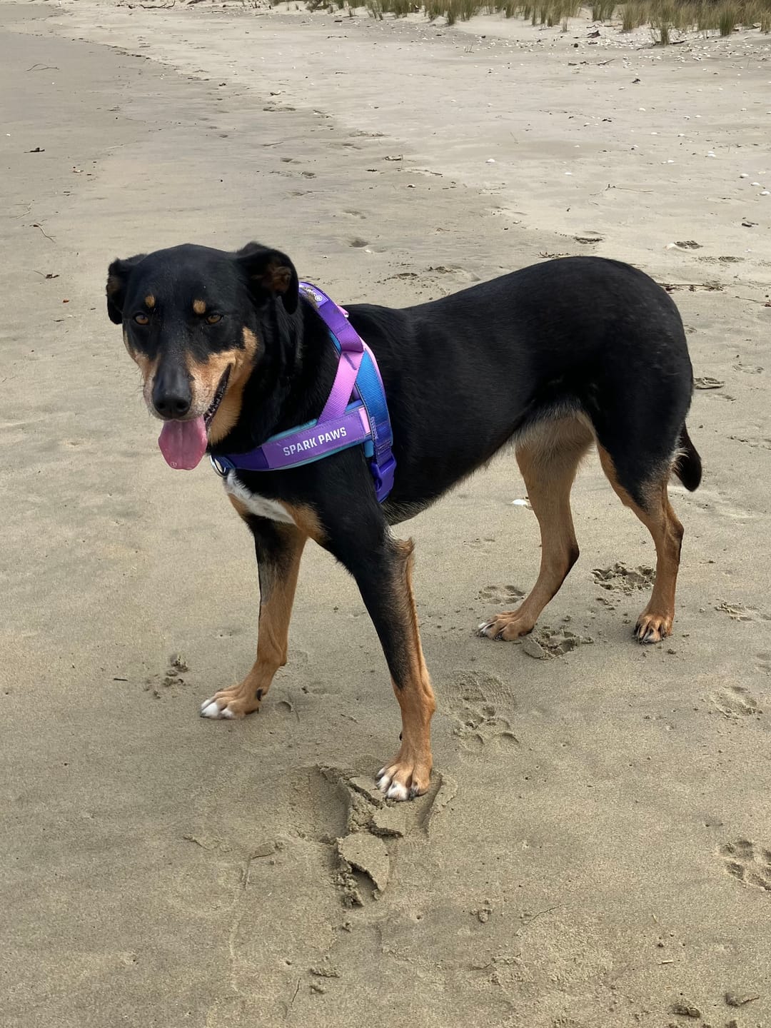 Customer photo review of Grab & Go Harness - 90s Retro