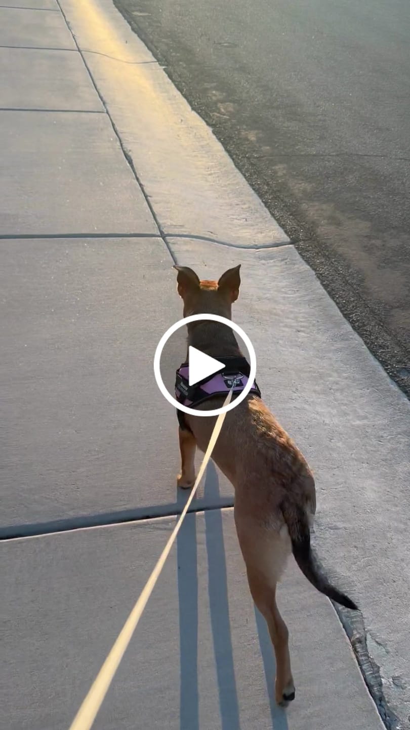 Customer video review of Personalized Dog Harness