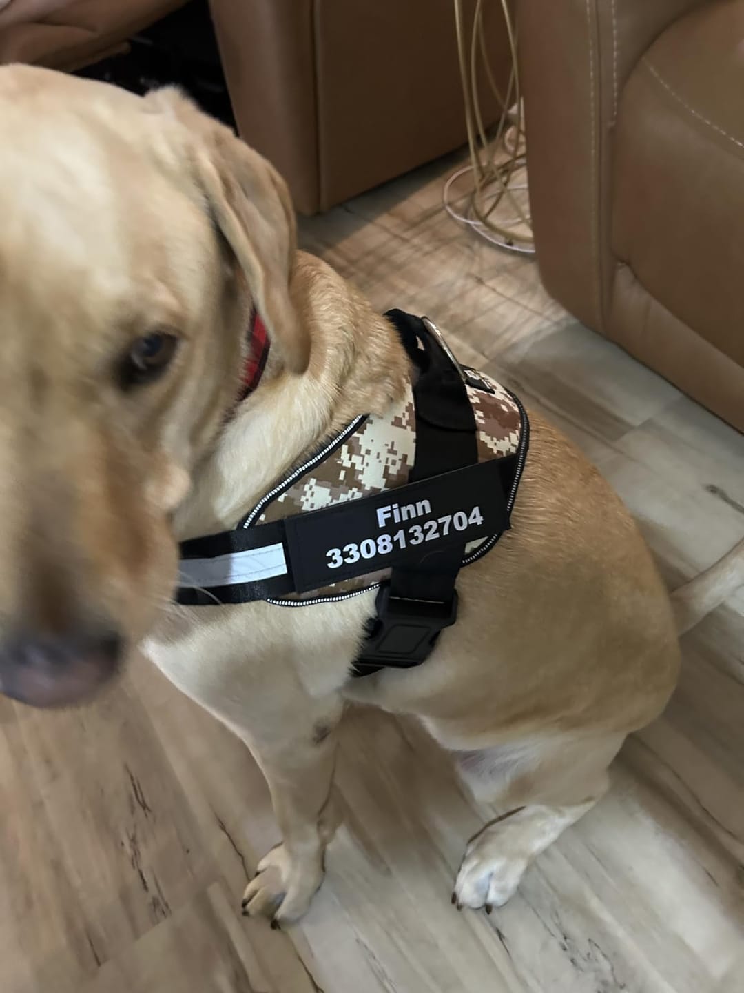 Customer photo review of Personalized No Pull Dog Harness
