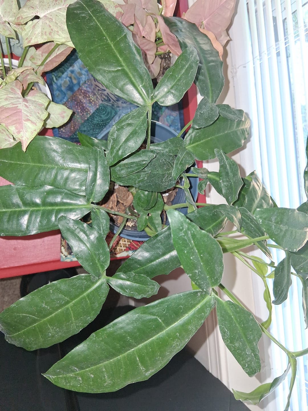 Customer photo review of Syngonium auritum