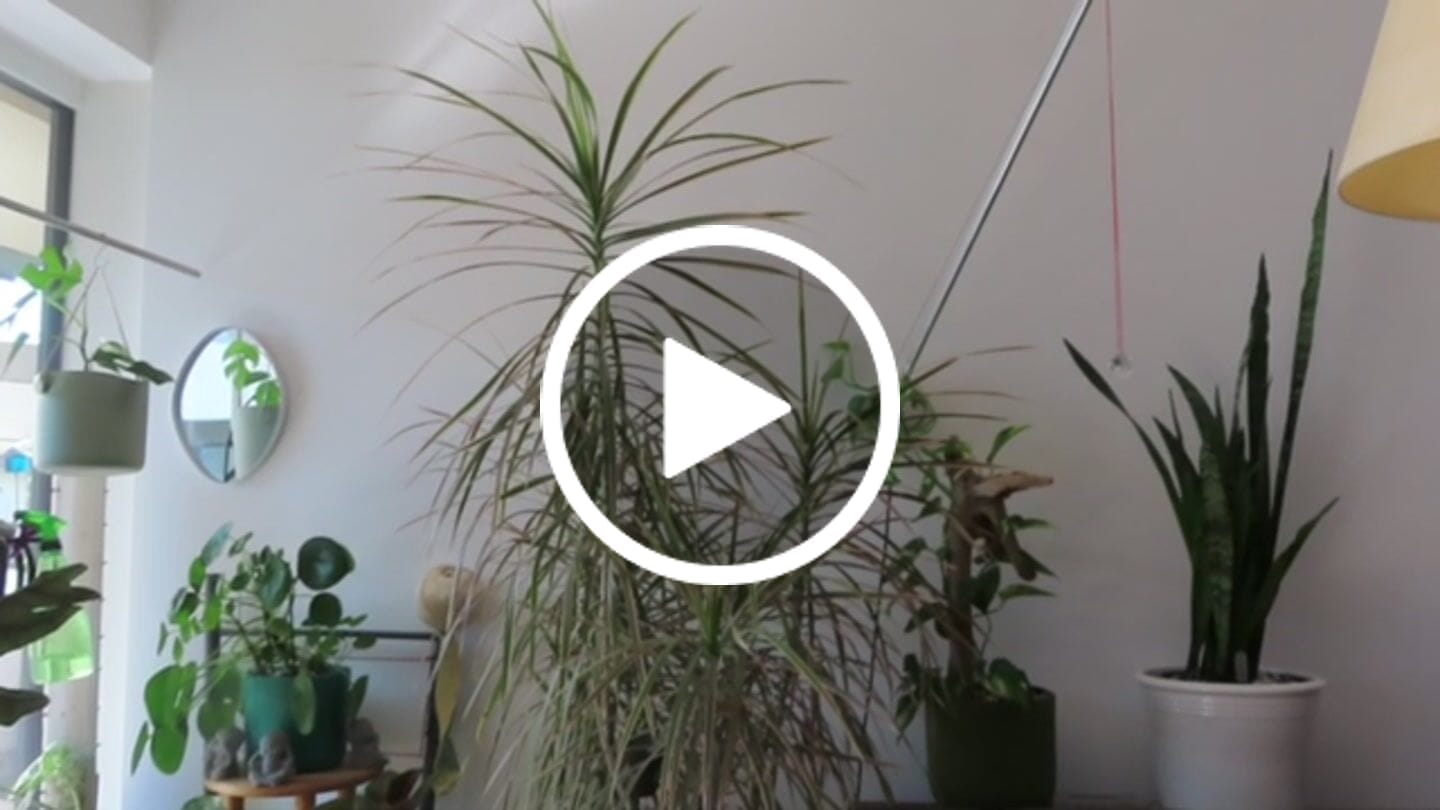 Customer video review of Fine Houseplant Mineral Mix