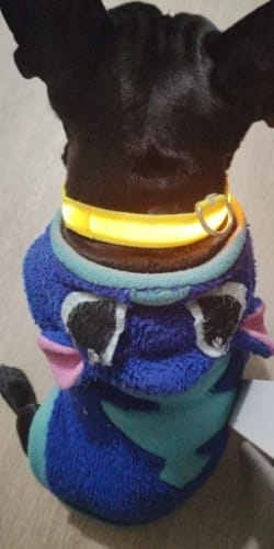 Customer photo review of Double-Light Collar to See Your Dog at Night