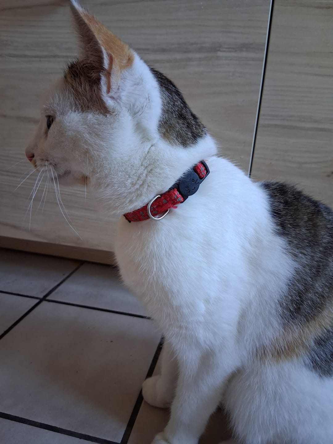 Customer photo review of Katzenhalsband mit Name und Telefonnummer graviert