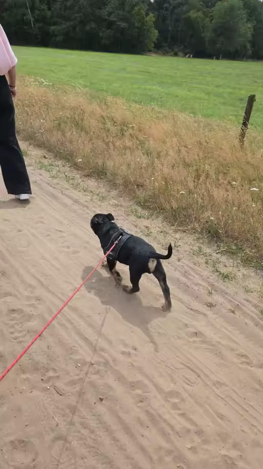 Customer photo review of Personalized No Pull Dog Harness