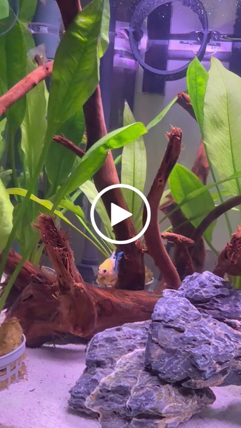 Customer video review of Female Betta Fish Marble Dot Moo Cow Plakat