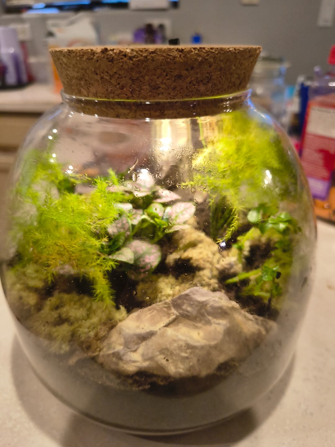 Customer photo review of Light Up Terrarium Kit